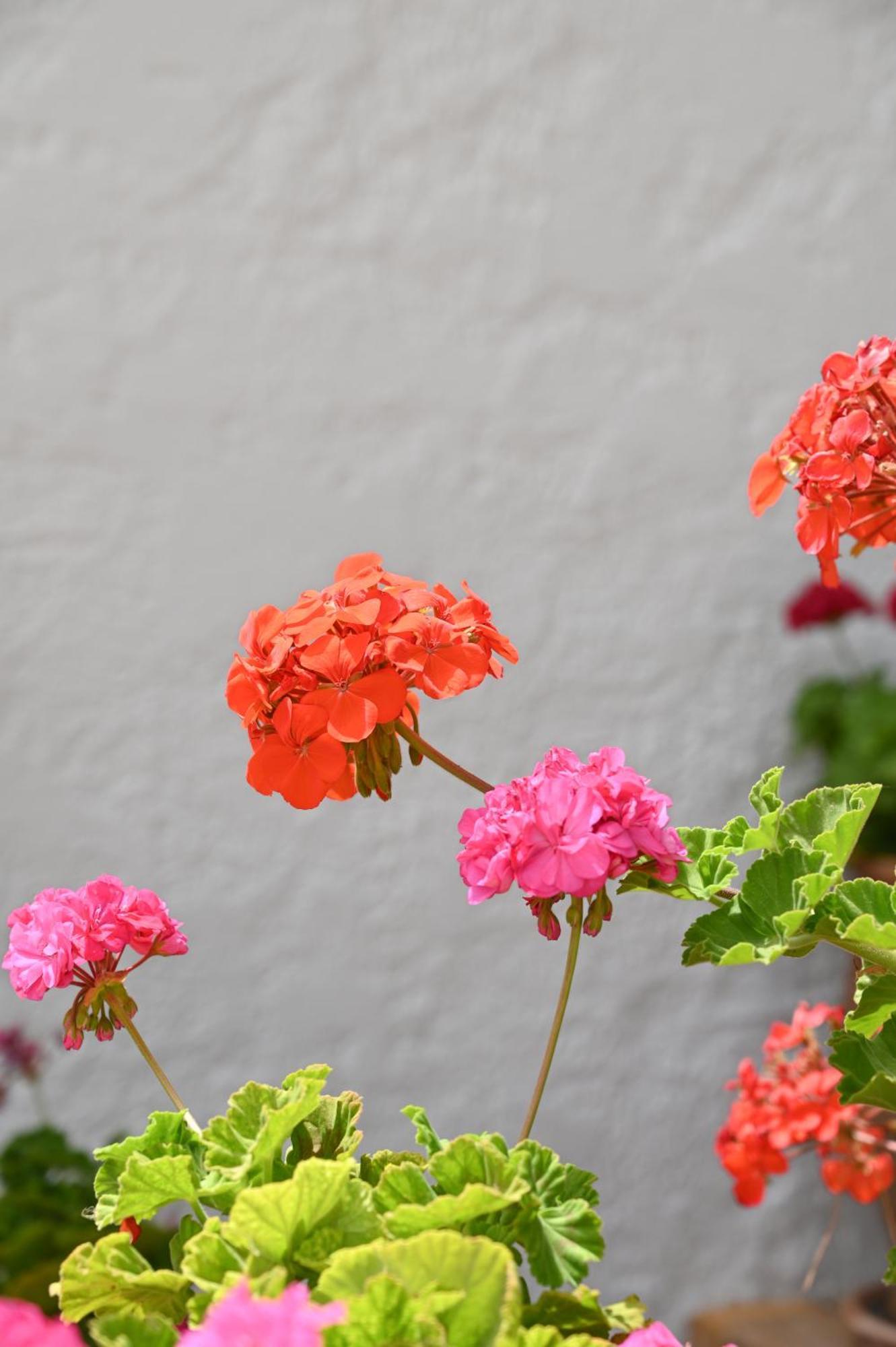 Garden House Xerokampos Διαμέρισμα Ξηρόκαμπος Εξωτερικό φωτογραφία