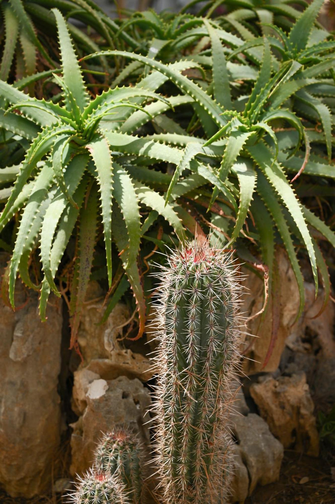 Garden House Xerokampos Διαμέρισμα Ξηρόκαμπος Εξωτερικό φωτογραφία